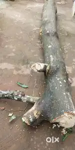 മാവ് മുറിച്ചത്