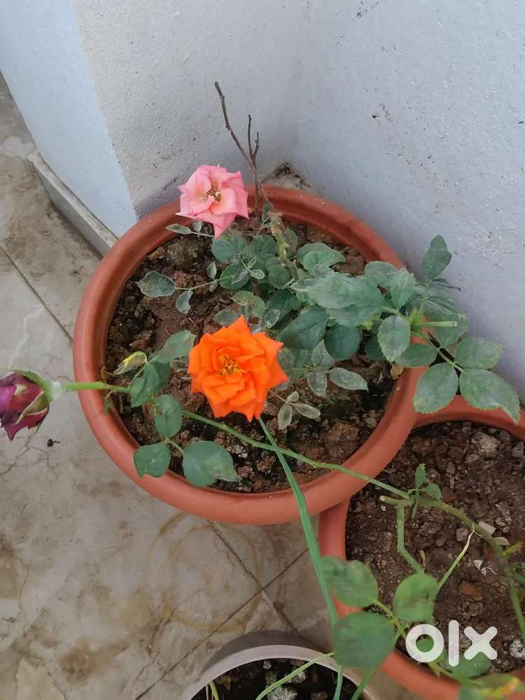 Want house on lease ( gahanvat ) for 500000