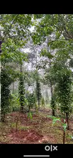 1.5 ഏക്കർ പട്ടയസ്ഥലും വീടും ഒറ്റിക്ക്