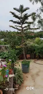 5 years old christmas tree