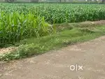 Land / Agricultural land