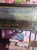 Aquarium with stand