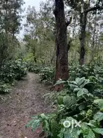 Beautiful Properties From 1 Acre to Above 100 Acres for sale In Coorg