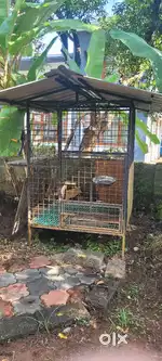 നായ കൂട് 5 അടി ഉയരം 4 അടി വീതി