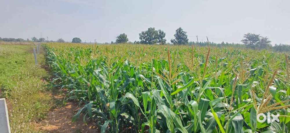 25 lakh per Acre Only,1 Acre Agriculture land for sale,Clear Title