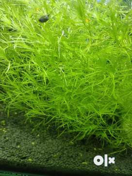 Aquarium Shrimp, plant,aquscaping