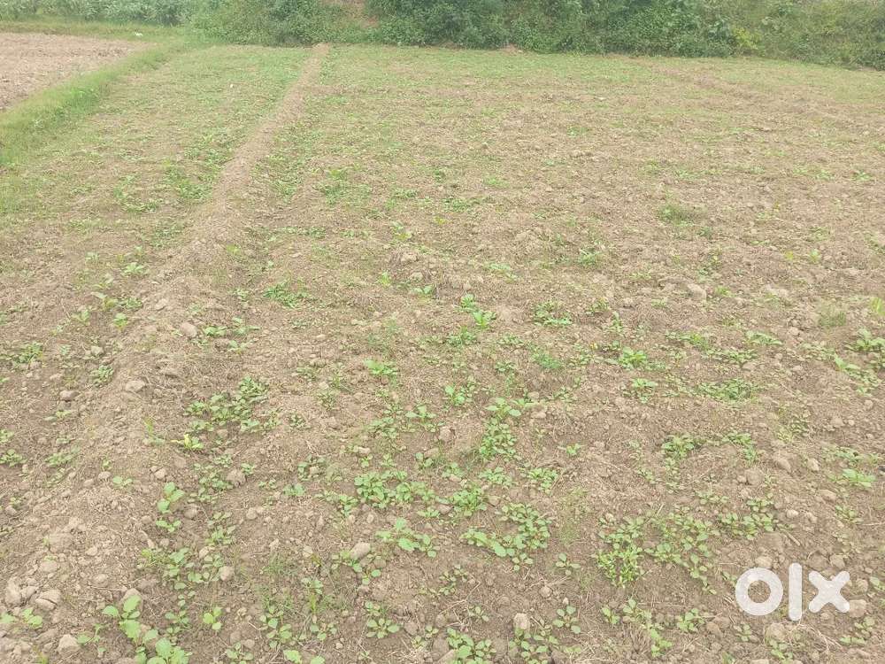 Good plot for family