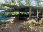 Cow farm  25 cow  43 cent area