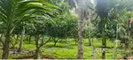 5 Acres Farm House Palakkad For Sale