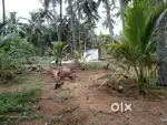 Agri land for sale