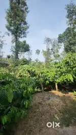 Best coffee estate