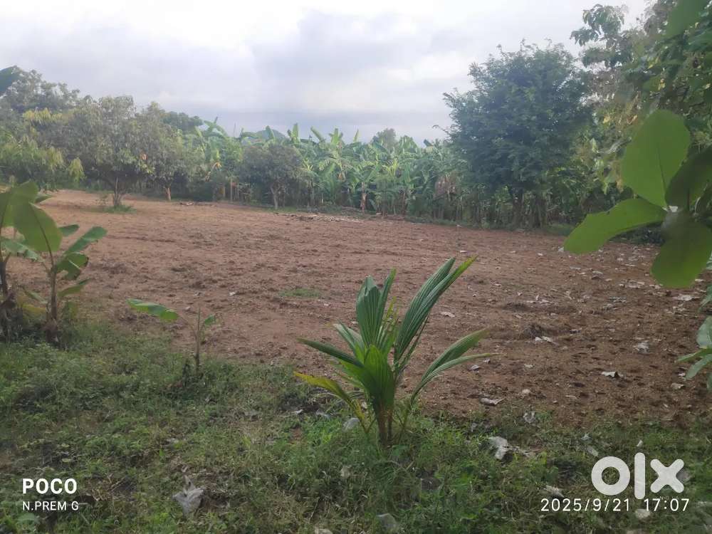 agriculture land