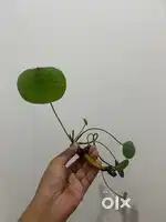 Mini Lotus flower