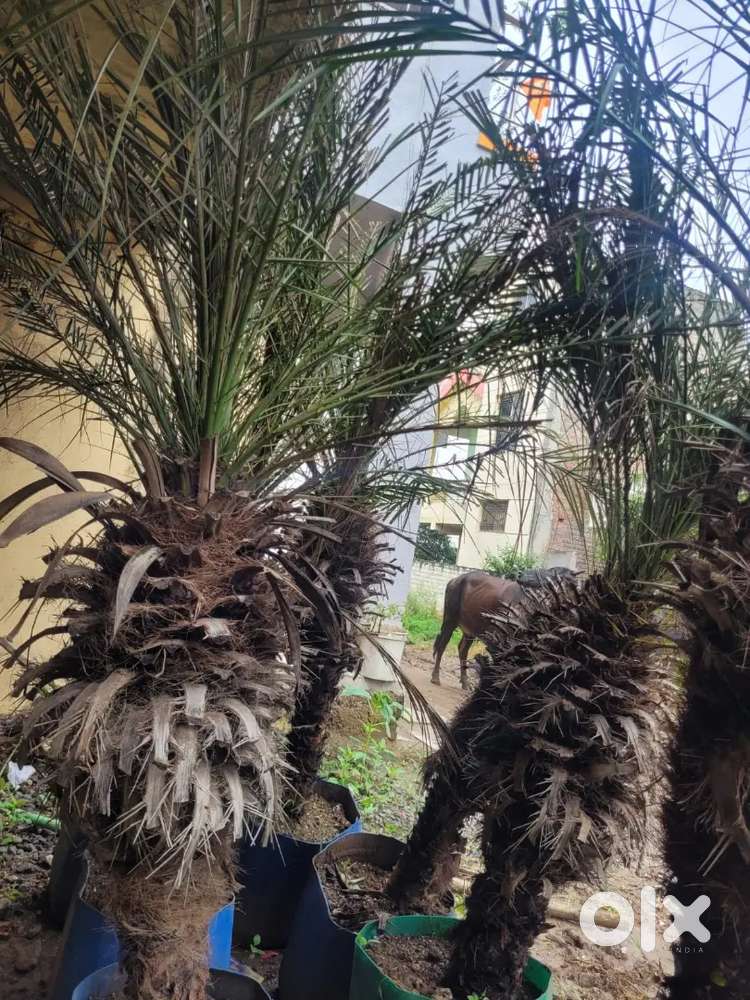 Date plants of 5 feet