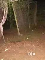 Mavalnge made jaga vikne 5 guthe rastya lagt