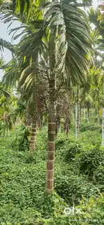 Agriculture land for sale at Bettampady