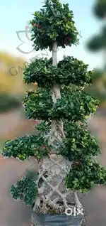 All types plants available