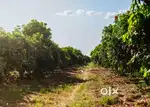 1 Acres of Mango Farms for sale in the manged farm land off BIAL