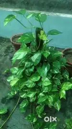 Money plant Calcutta Hybrid Variety