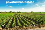 250 குழி நிலம்35ஆயிரம் சதுரடி, Land For Sale