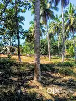 Land available for sale in Market Road, Shankarpura,Udupi Taluk.
