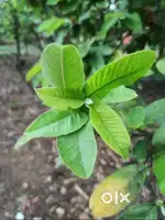 Guava leaf