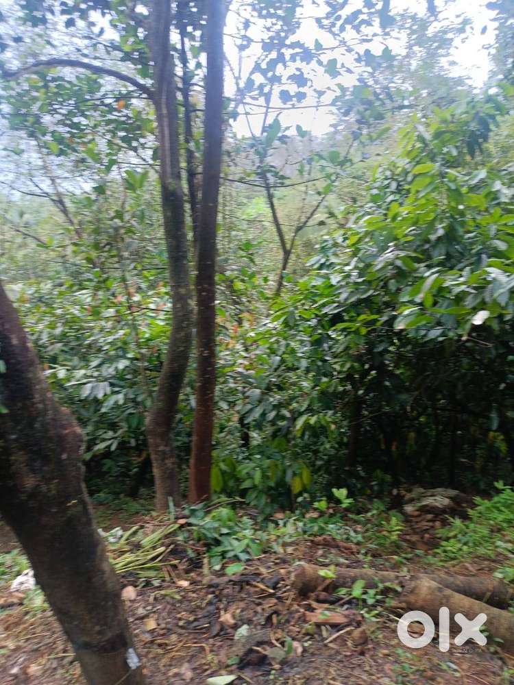 Farm Land For Sale in Kottiyoor, Agriculture Land For Sale in Kannur