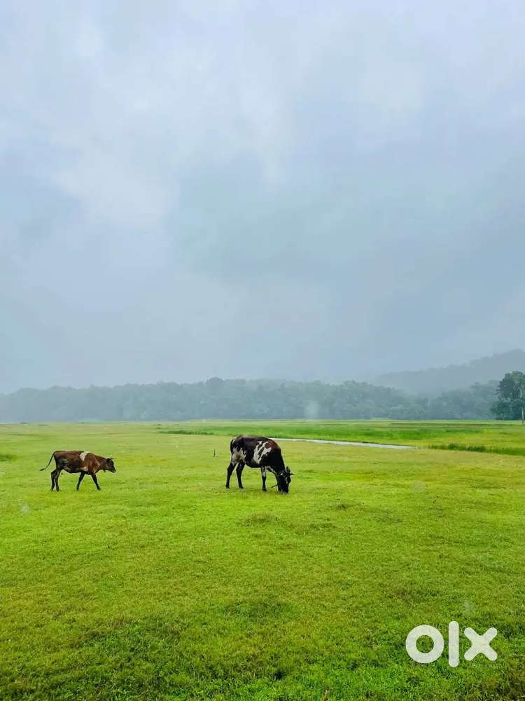 3000sq ft new house with 7acres of land with 2 open wells and big pond