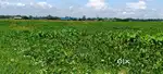 Myadi patta land in milan nagar