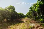 Plots for sale in the Managed Farm land off Bangalore Airport