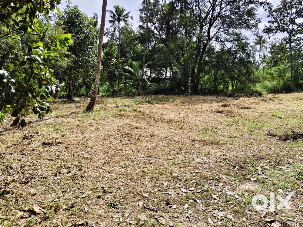 30 cent land Aripalam(mathilakam, Thrissur)