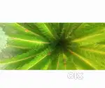 Cycus plant of10 years