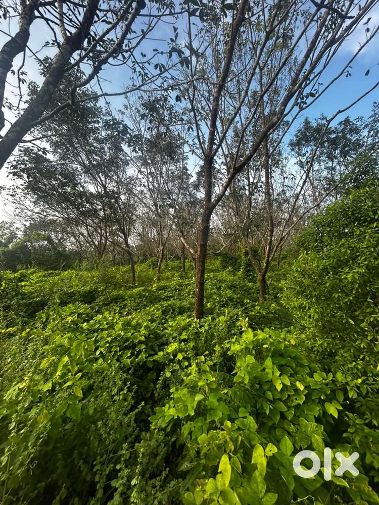 3 acre rubber thottam, road side