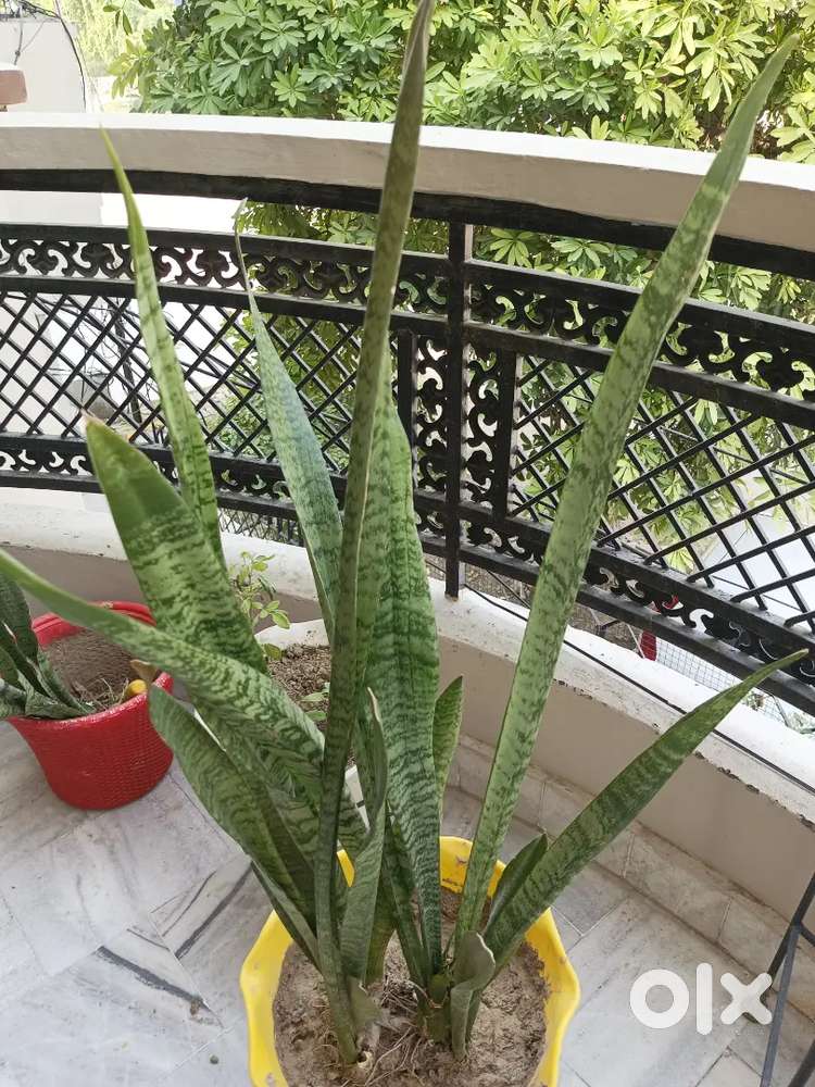 Snake plant