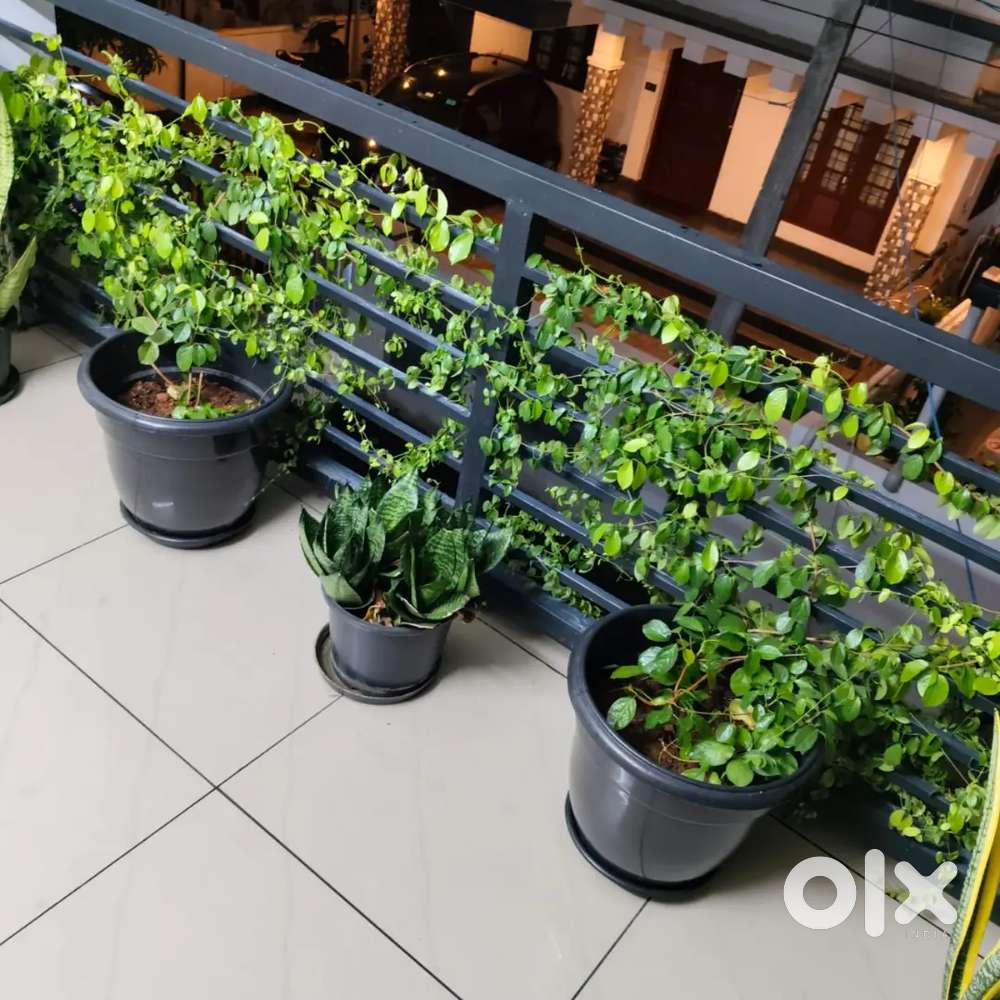 Need a maid for receiving and sending two children to schoolfrom home