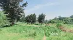 Fully Developed Agricultural Land | 12.5 Acres | ₹20 Lakhs per Acre