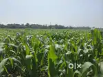 Agricultural land 2 acras sale in kamarajupeta kothapalli
