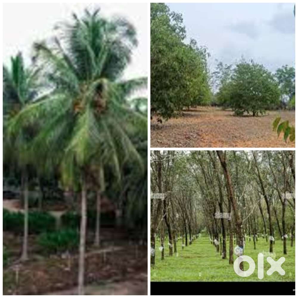 10,20,30,40 ഏക്കർ തോട്ടം പാലക്കാട്