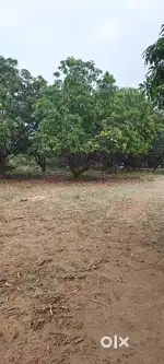 Mango Villas