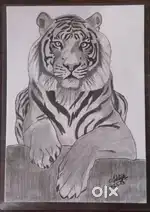 Tiger Sketch