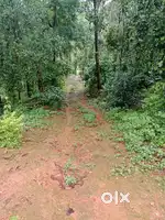 1 acer 50 cent land with coffee,pepper ,etcc for sale &wayanad