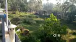 5 സെൻ്റ് സ്ഥലം വിൽപ്പനക്ക്(പേപ്പറിൽ നിലം)