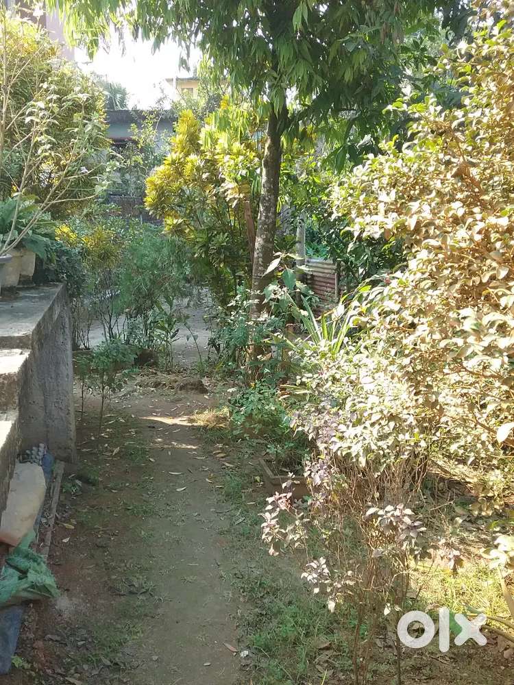 15 lecha miyadi patta for sale.