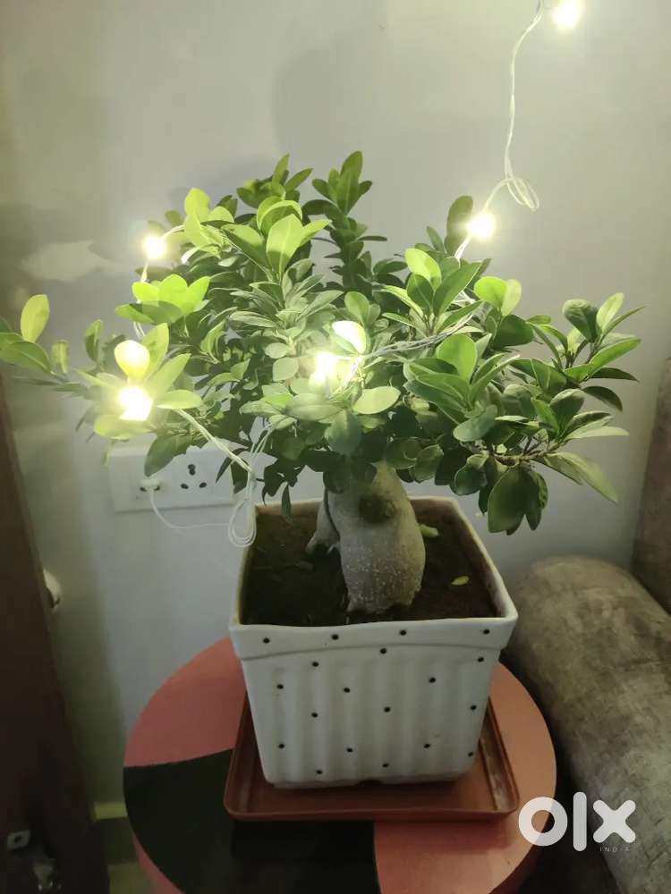 Beautiful Healthy Bonsai Plant – 22 Inch  Perfect for Home Decor