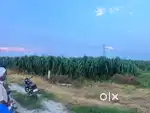 Agriculture land for sale