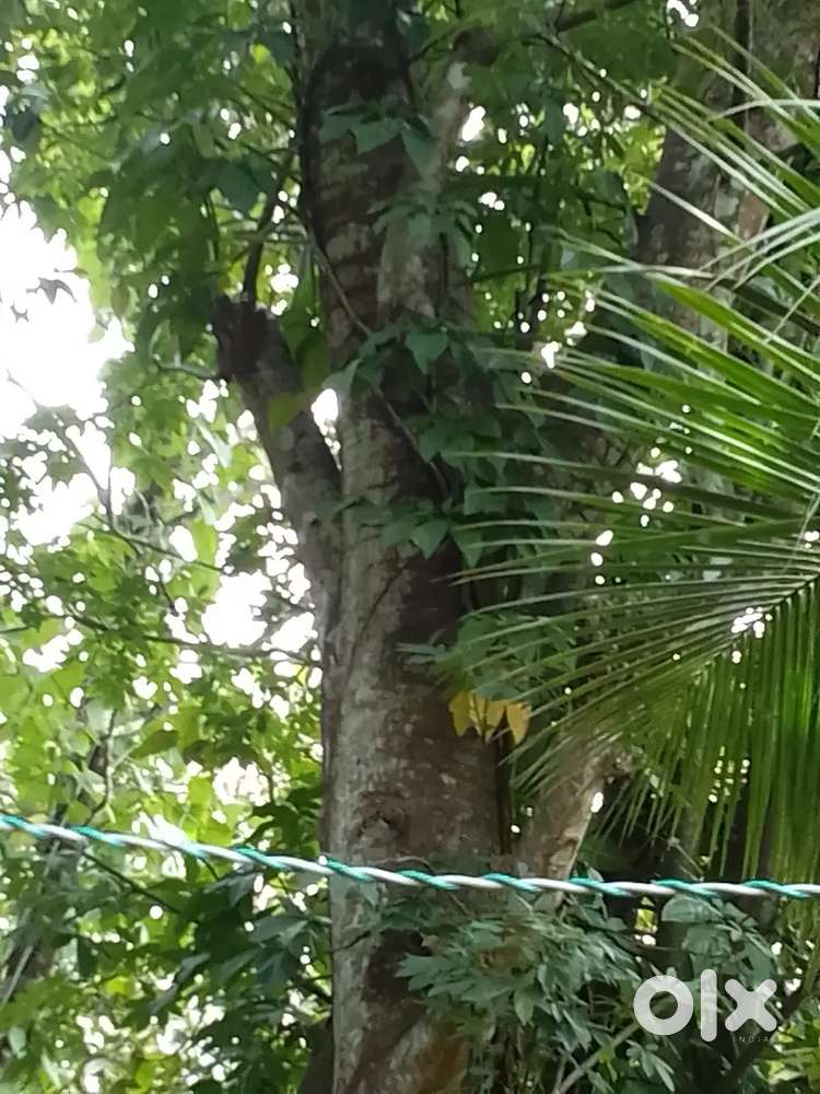 ഇലവ് (പഞ്ഞി മരം )