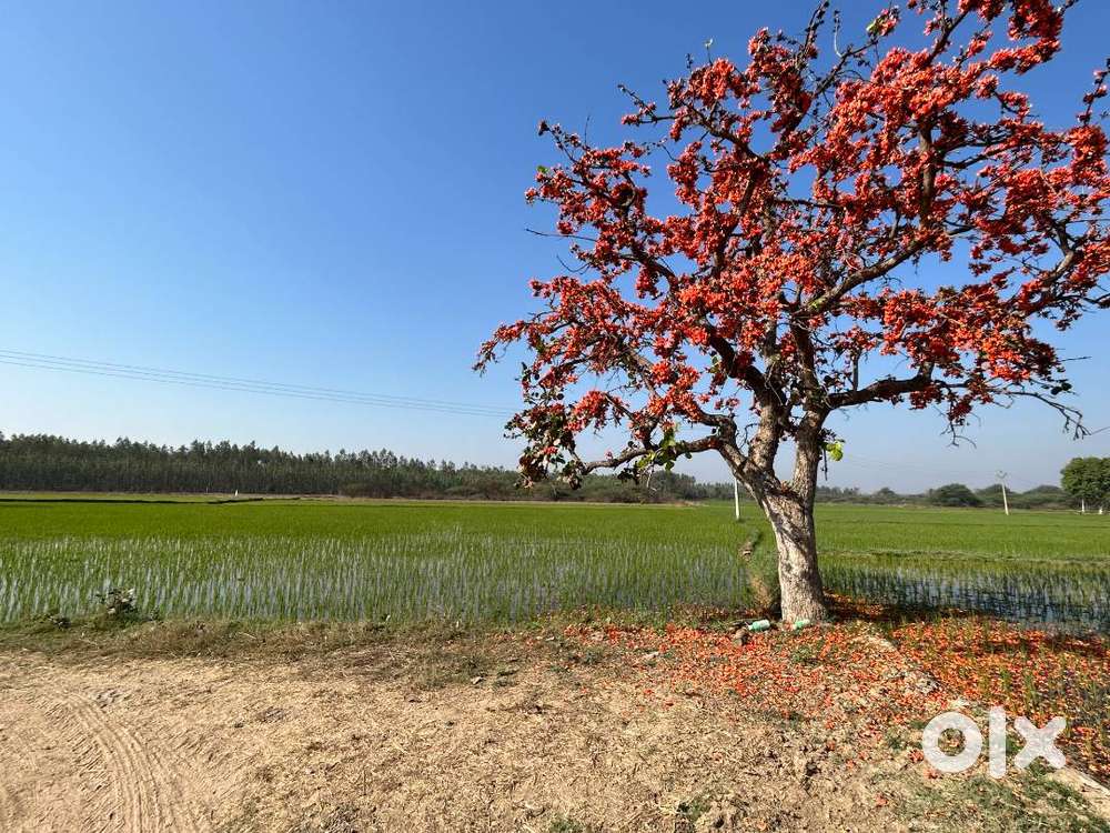 32 Guntas Farm Land for Sale near Mallanna Sagar Dam, Siddipet Mandal