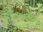 കറുകച്ചാൽ 20 cent house plot.1.25 .lakh.