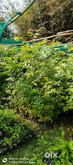 Healthy Bogipoma Plants for Sale – Best for Farming & Plantation
