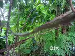 16 cents of Residential land in Maradu